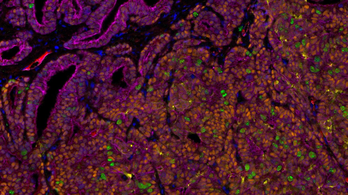 Molecular and Experimental Pathology Laboratory