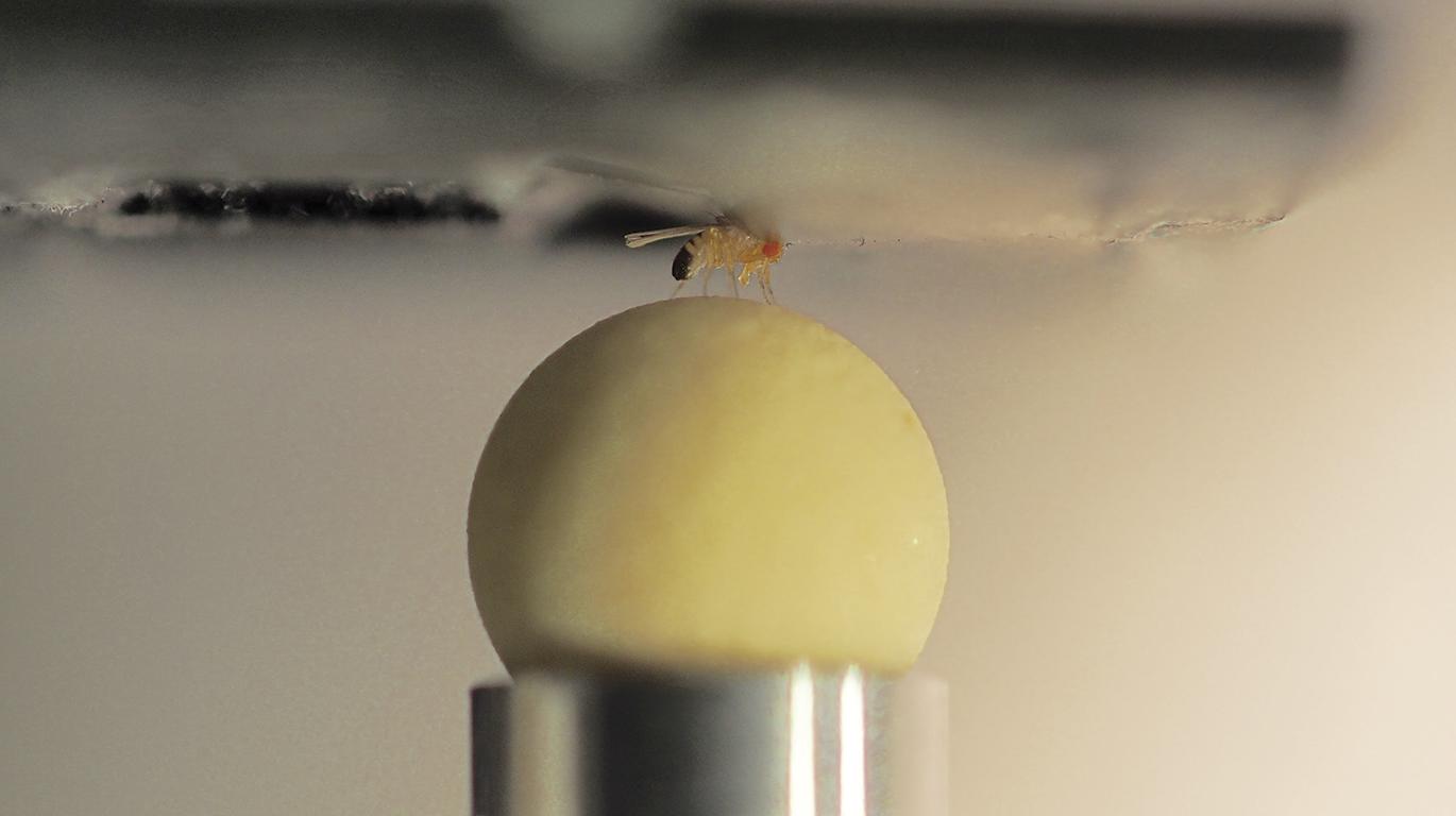 Sensorimotor Integration