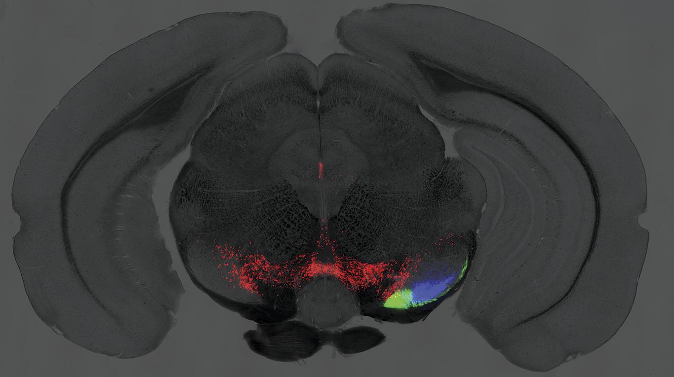 Neurobiology of Action
