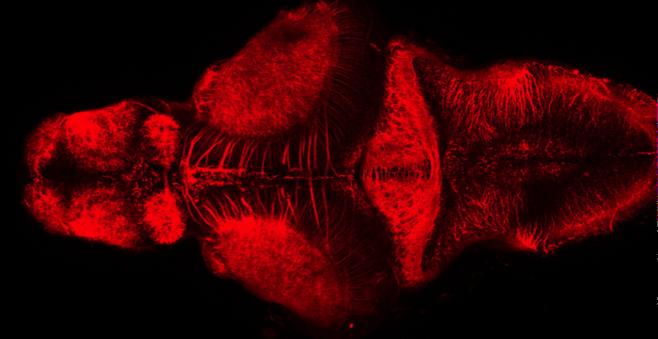 Development of neural circuits