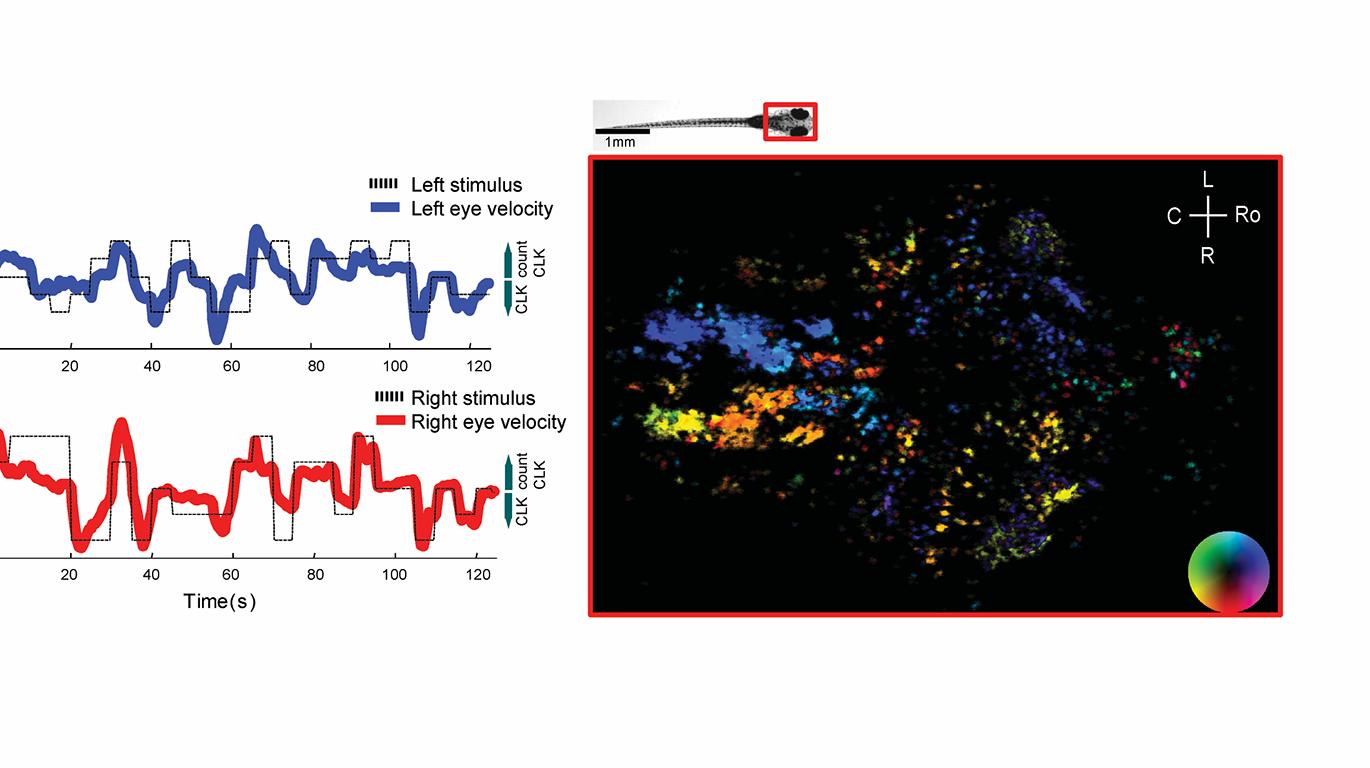 Neural circuits for visuomotor behavior