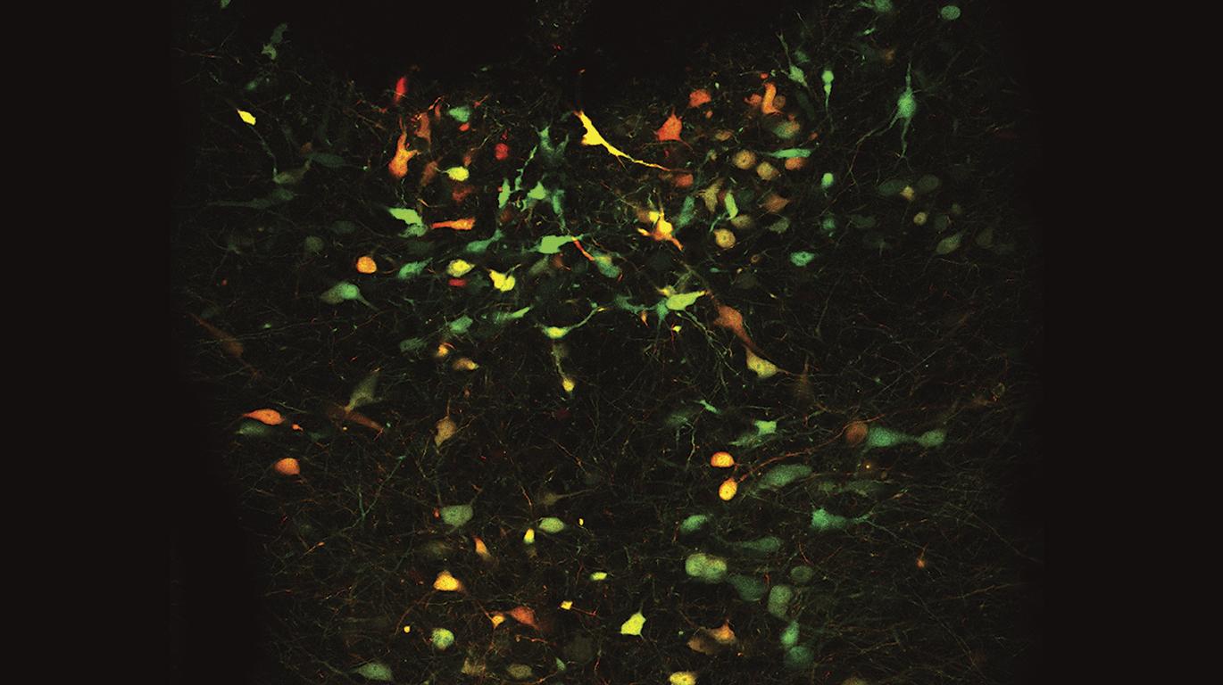 Systems Neuroscience