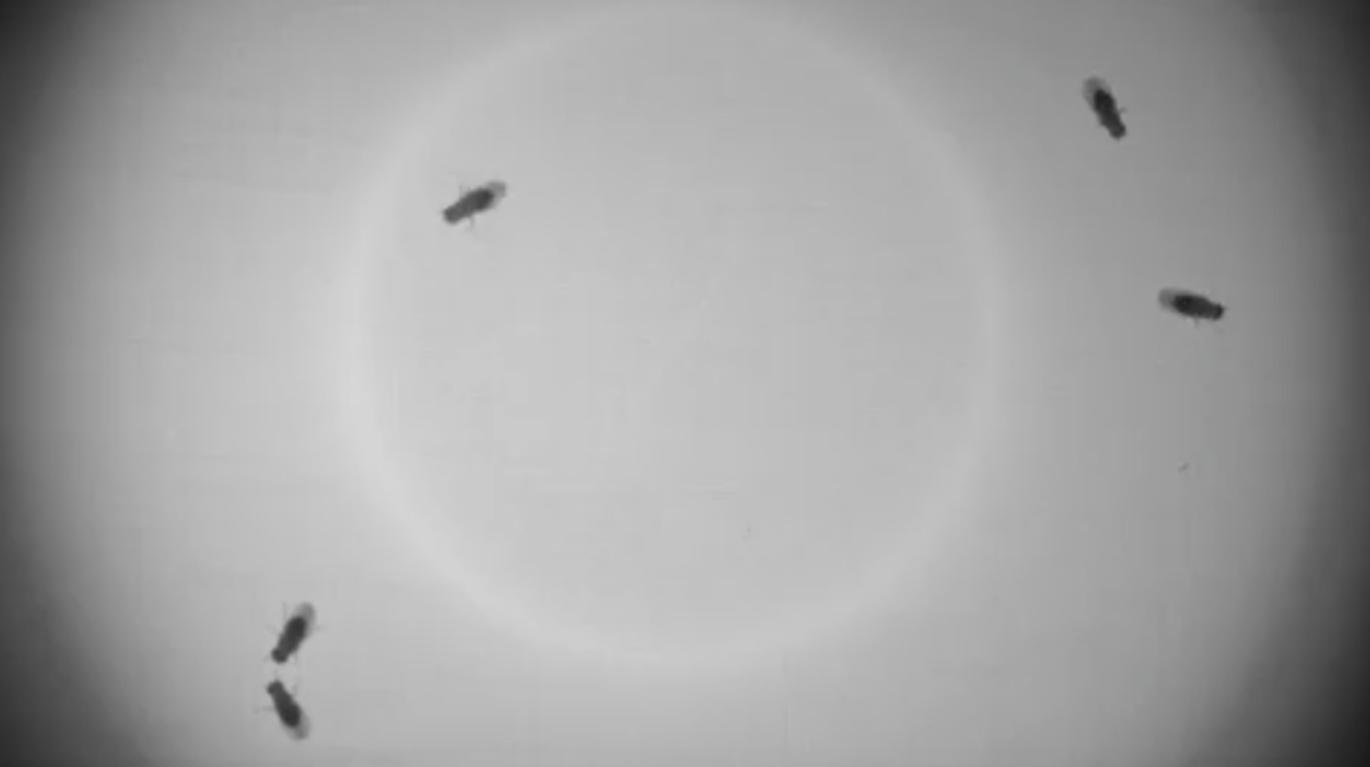 Behavioral Neuroscience