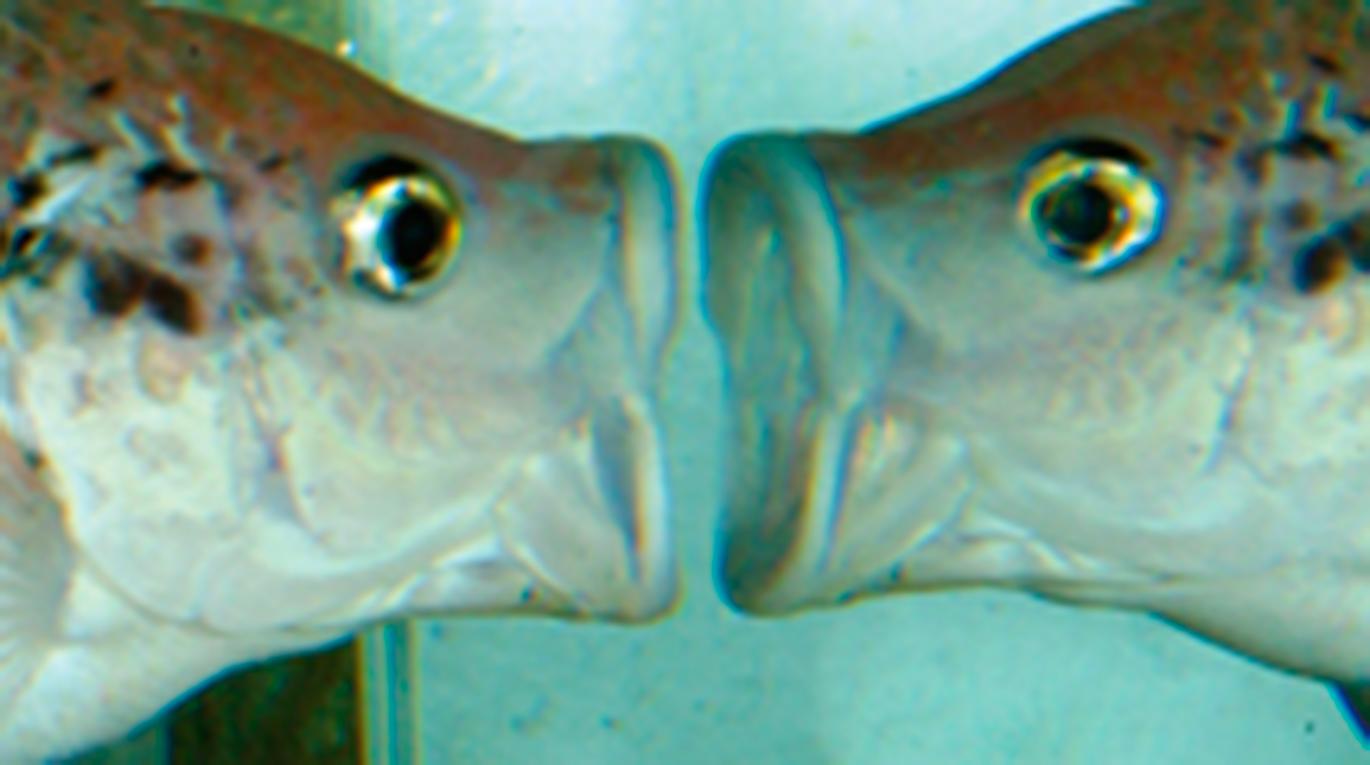 Social Neuro Endocrinology