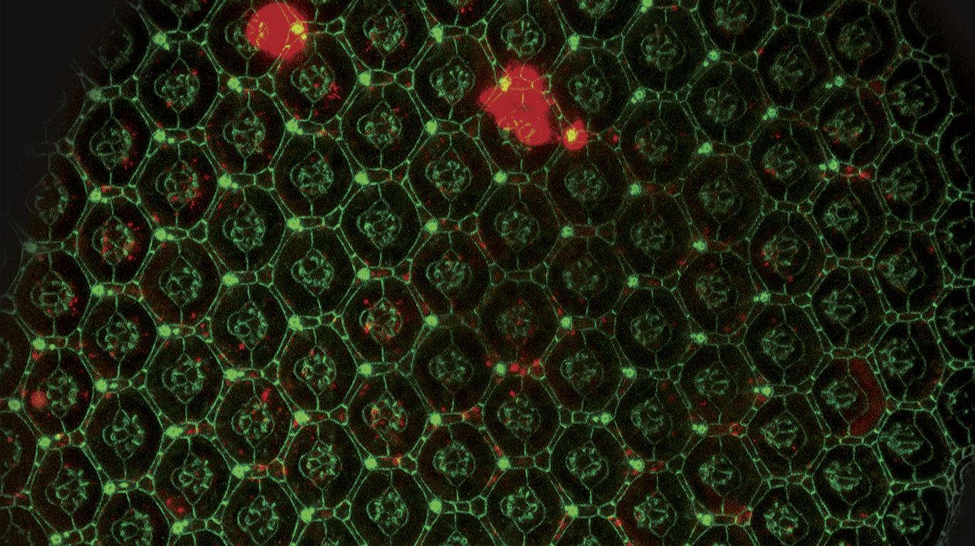 Stem cells and regeneration