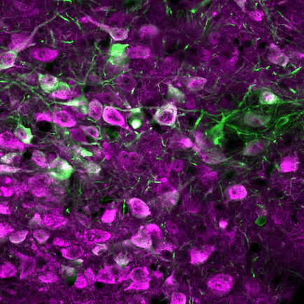 A serotonina acelera a aprendizagem