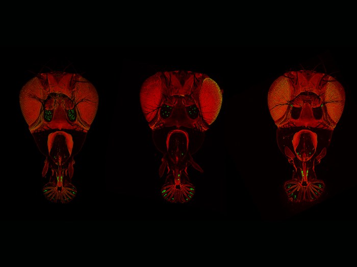 <i>Hunger Games</i> da mosca-da-fruta: Neurónios gustativos ao comando