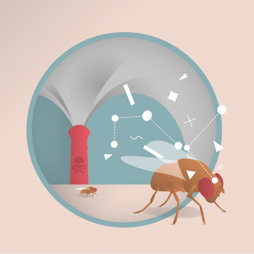 O circuito neural das respoctas inatas aos cheiros começou a ser mapeado