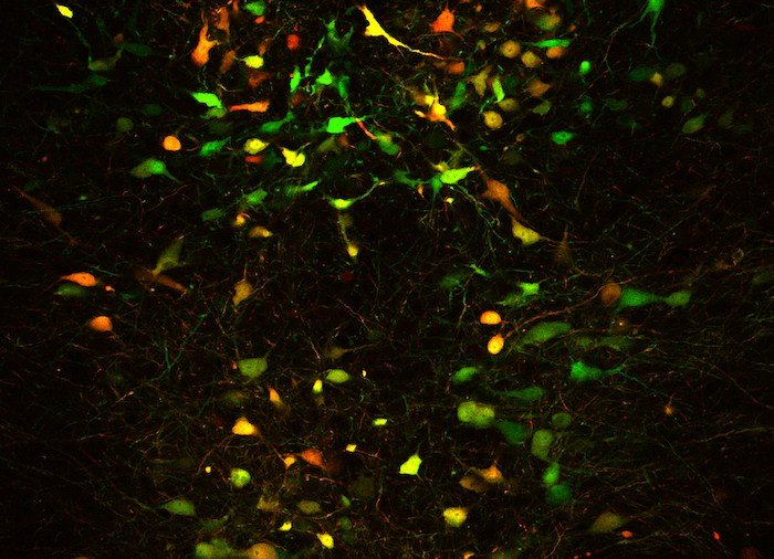 Controlling planes through neural activity